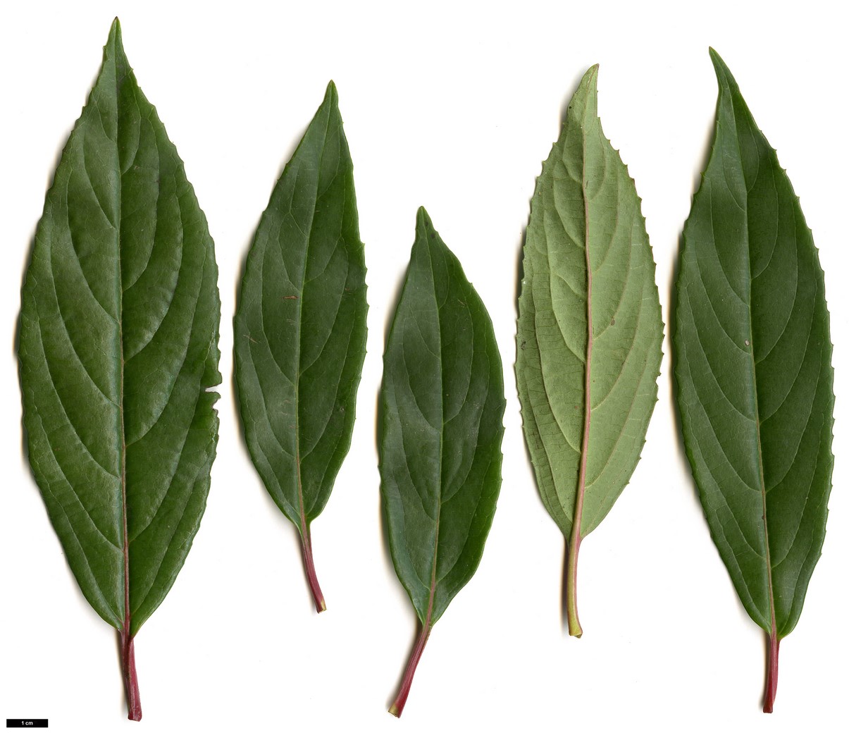 High resolution image: Family: Adoxaceae - Genus: Viburnum - Taxon: ×hillieri - SpeciesSub: 'Winton' (V.erubescens × V.henryi)